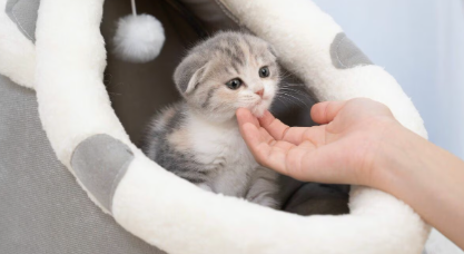 【四季報オンライン執筆】